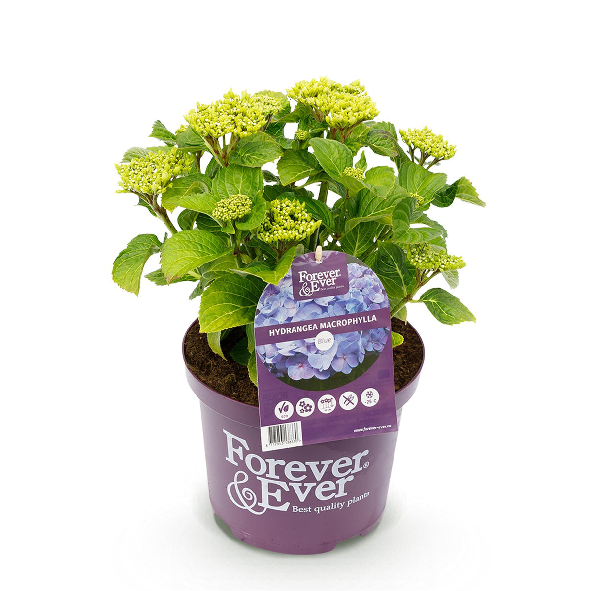 Green boutiQ - Plante de terrasse - Hortensia - Hydrangea Forever & Ever - Bleu - 7-12 fleurs - Pot 23 cm Hauteur 55 cm