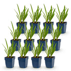 Green boutiQ - Stauden - Agapanthus Duo - Afrikanische Liebesblume - Bienen- und Schmetterlingsmagnet - Blau - Weiß - 12 Pflanzen - Topf 11cm - Höhe 15-25cm