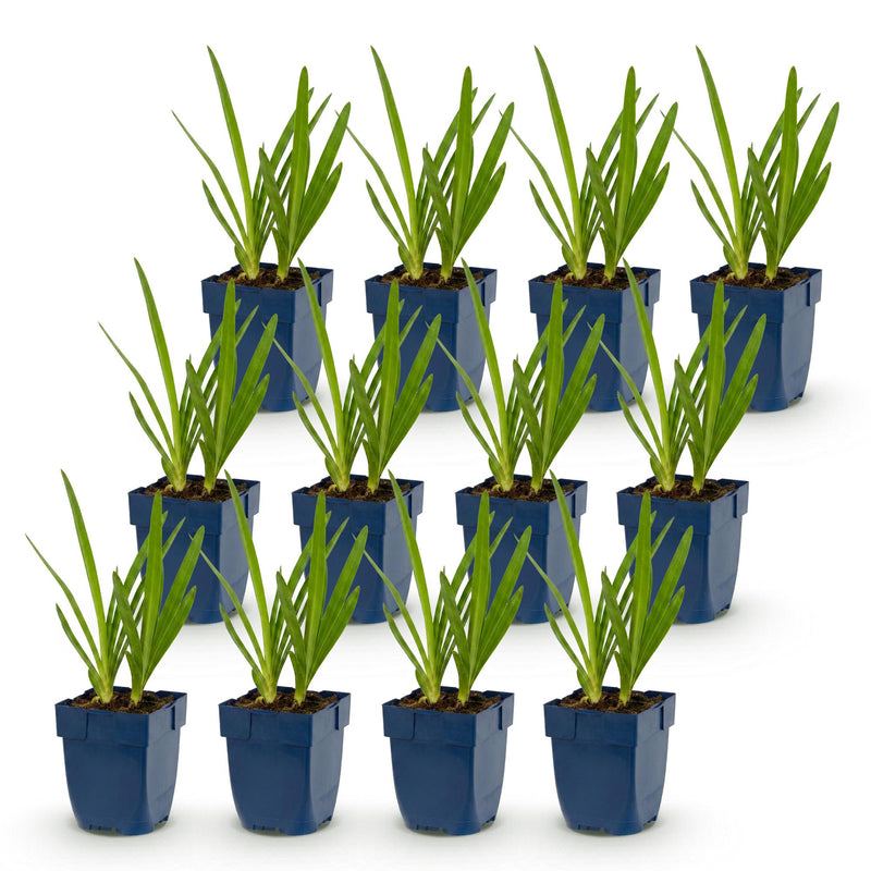 Green boutiQ - Vasteplant - Agapanthus Duo - Afrikaanse Lelie - Bijen en Vlinderlokkers - Blauw - Wit - 12 Planten - Pot 11cm - Hoogte 15-25cm