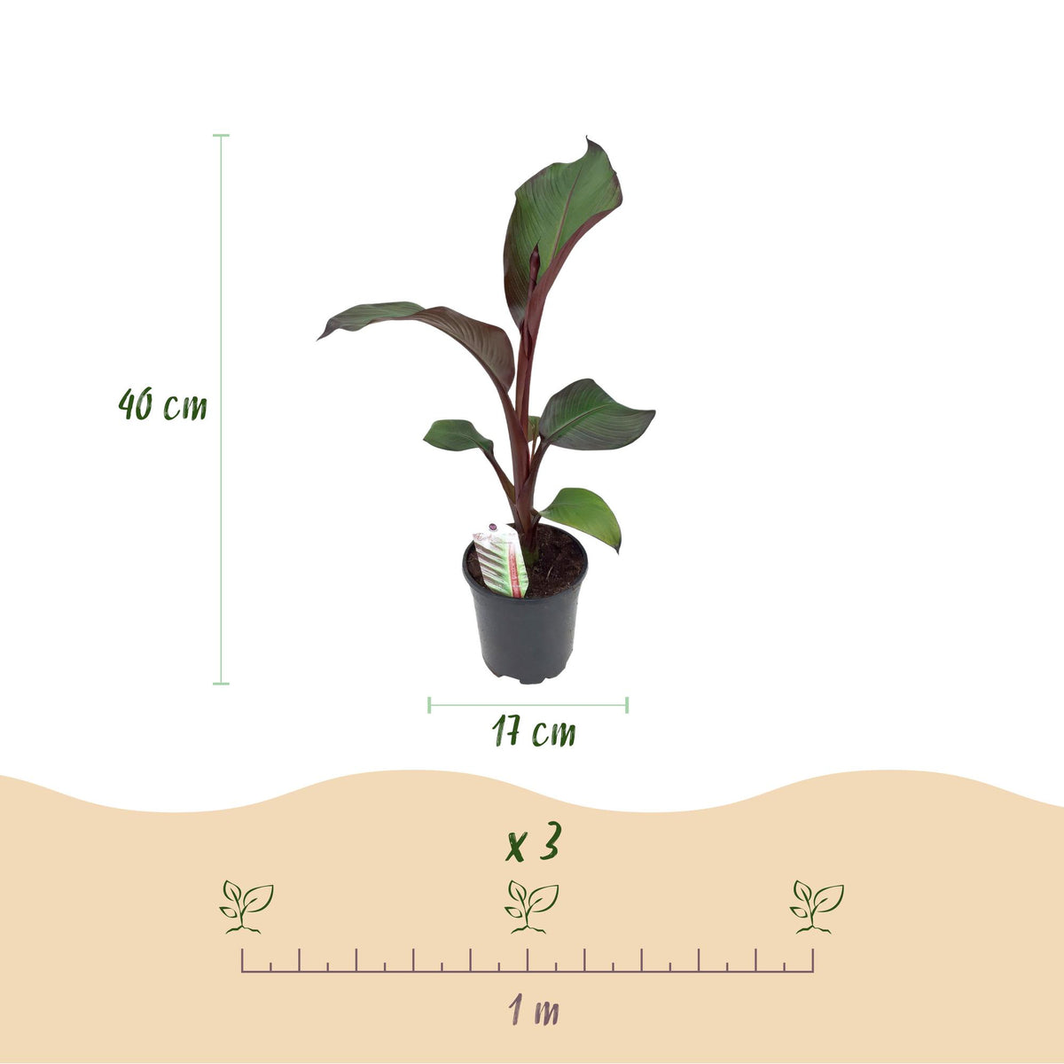 Green boutiQ - Obstpflanze - Bananenpflanze - Ensete ventricosum Maurelli - Winterhart - 6 Pflanzen - Topf 17cm Höhe 40cm