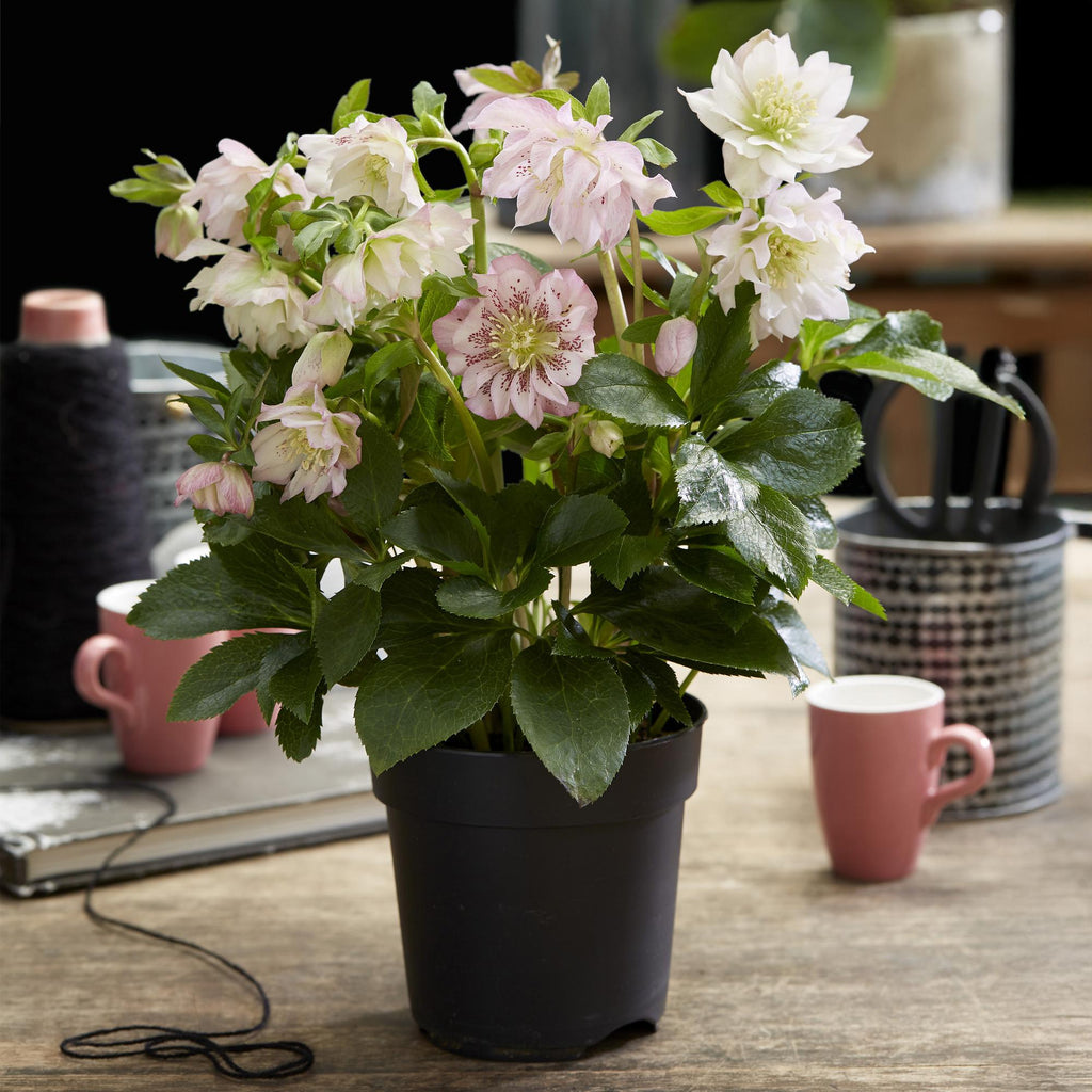 Green boutiQ - Plante de jardin - Rose de Carême - Helleborus orientalis Double Ellen Pink - Fleur rose - 2 Plantes - Persistante - Pot 14cm Hauteur 35cm
