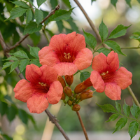 6x Campsis radicans - Trumpet Vine - Orange - Red - Climber - Ø9cm - ↕35cm