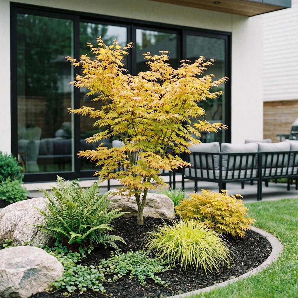 Green boutiQ - Plante d'extérieur - Acer palmatum Orange Dream - Érable du Japon - Caduc - Orange - 1 - Pot 26cm - Hauteur 90cm