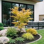 Green boutiQ - Plante d'extérieur - Acer palmatum Orange Dream - Érable du Japon - Caduc - Orange - 1 - Pot 26cm - Hauteur 90cm