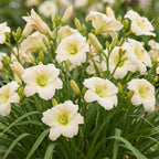 Green boutiQ - Stauden - Hemerocallis Arctic Snow - Taglilie - Bienen- und Schmetterlingsmagnet - Creme - 12 Pflanzen - Topf 11cm - Höhe 15-25cm