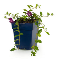 Vasteplant - Vinca minor Atropurpurea - Maagdenpalm - Bodembedekkend - Paars - 1 Plant - Pot 11cm - Hoogte 15-25cm
