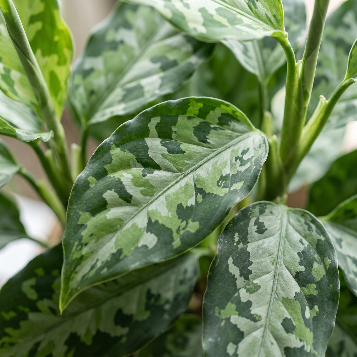 Aglaonema Pictum Tricolor - Camouflage plant - Green - Tropical - Ø6cm - ↕10cm