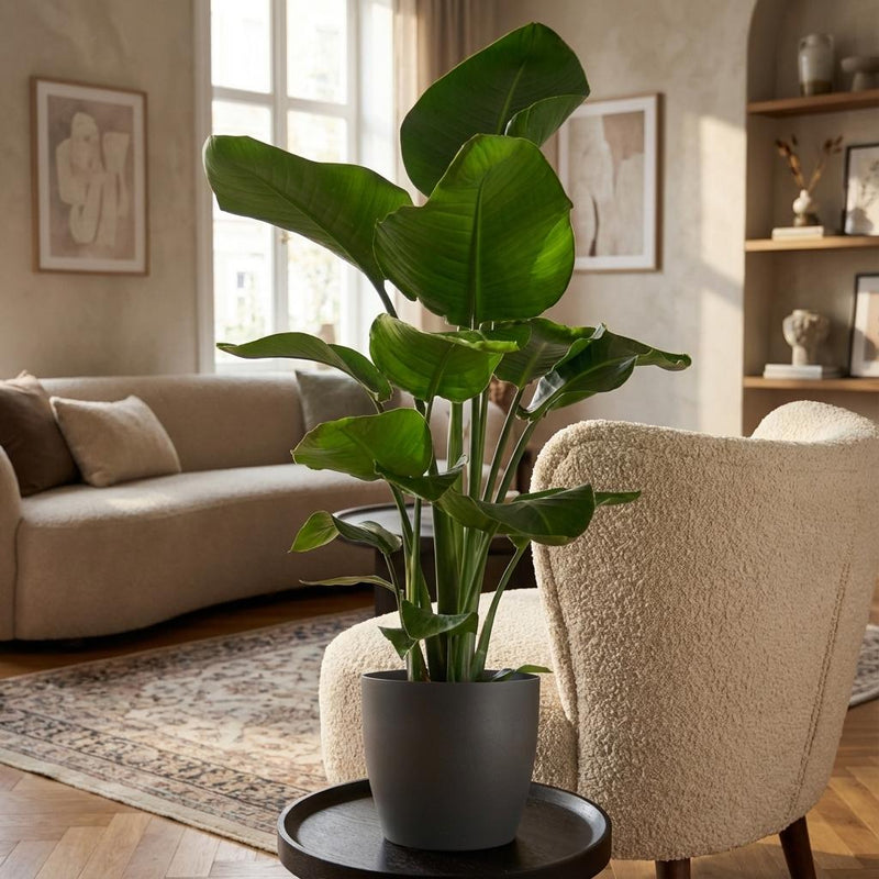Green boutiQ - Kamerplant - Paradijsvogelplant - Stelitzia Nicolai - Groen - Weinig onderhoud - 1 Plant - met Potter Grijs - Pot 21cm - Hoogte 80 - 90cm
