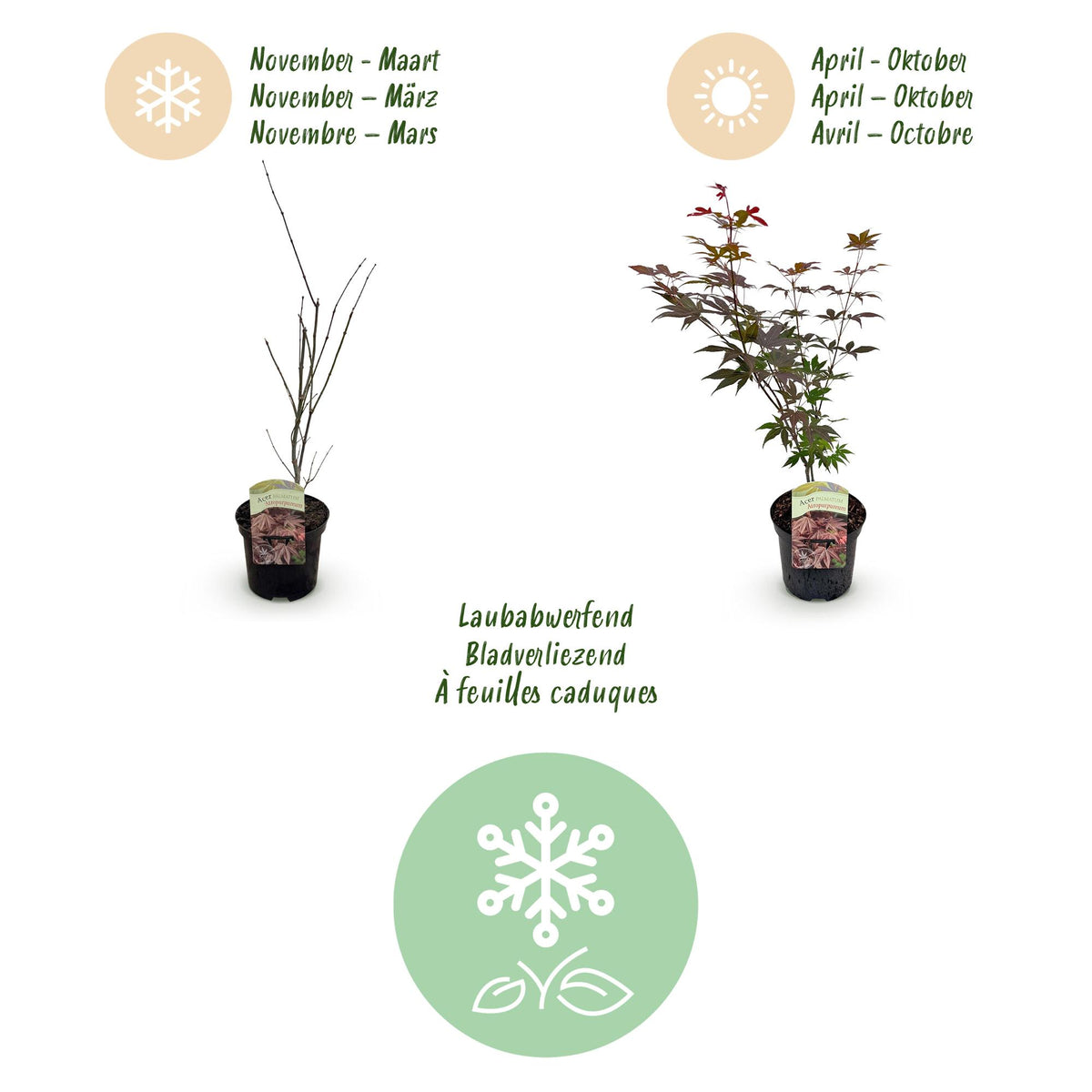 Green boutiQ - Plante de terrasse - Érable du Japon - Acer palmatum Atropurpureum - Pourpre - 1 plante - Caduc - Pot 19cm Hauteur 70cm