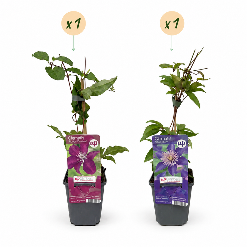2x Clematis Duo Blue & Red - Bosrank Duo Blauw & Rood - Blauw - Rood - Klimplant - Ø9cm - ↕35cm