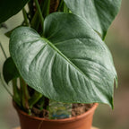 Green boutiQ - Plante d'intérieur - Monstera Deliciosa tuteur en mousse - Vert - Peu d'entretien - 1 plante - Pot 19cm - Hauteur 90cm