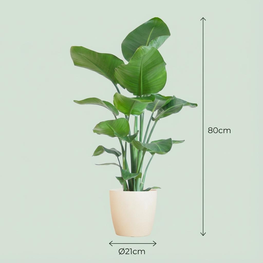 Green boutiQ - Plante d'intérieur - Oiseau du paradis - Strelitzia Nicolai - Vert - Peu d'entretien - 1 Plante - avec Pot Blanc - Pot 21cm - Hauteur 80 - 90cm