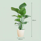 Green boutiQ - Plante d'intérieur - Oiseau du paradis - Strelitzia Nicolai - Vert - Peu d'entretien - 1 Plante - avec Pot Blanc - Pot 21cm - Hauteur 80 - 90cm