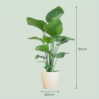 Green boutiQ - Kamerplant - Paradijsvogelplant - Stelitzia Nicolai - Groen - Weinig onderhoud - 1 Plant - met Potter Wit - Pot 21cm - Hoogte 80 - 90cm