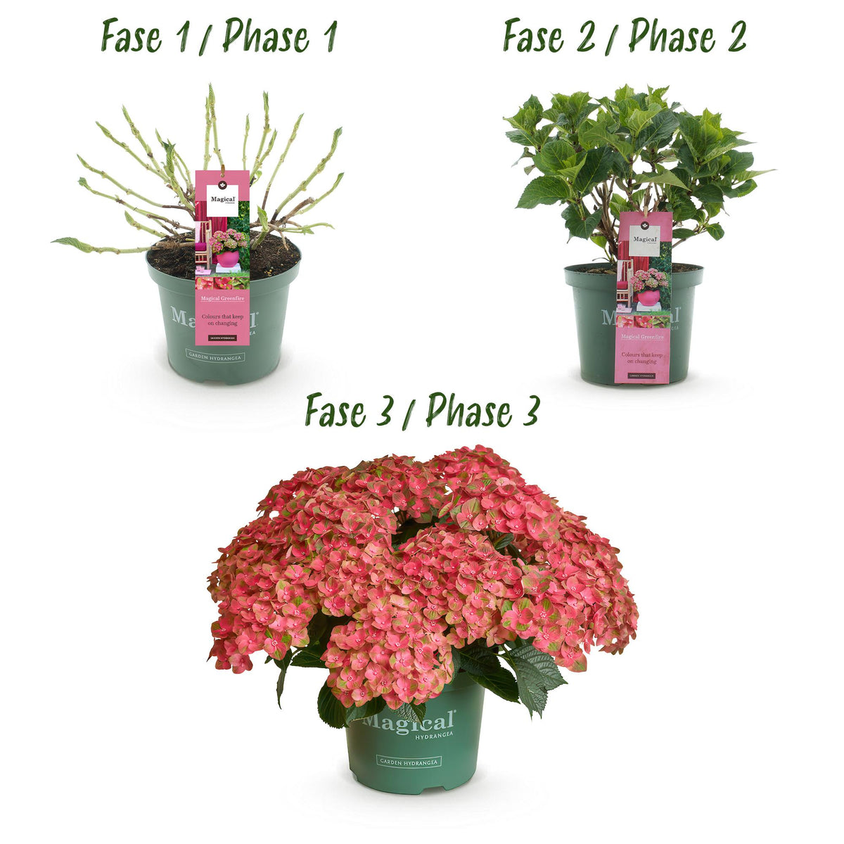 Green boutiQ - Plante de terrasse - Hortensia - Hydrangea Magical Green Fire - Rose Vert - 6-10 fleurs - Pot 23cm Hauteur 55cm