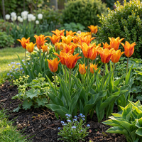 Green boutiQ - Bloembollen - Tulp Vendeeglobe - Kleur Geel - 12 stuks - Bolmaat 11/12 - XXL Pack - foto 2