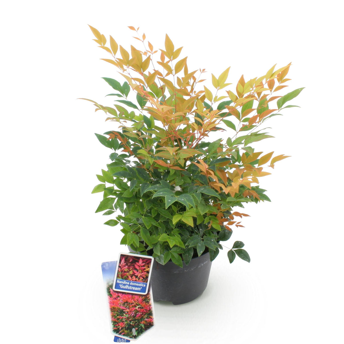 Green boutiQ - Plante de jardin - Nandina Gulfstream - Orange - 1 Plante - Persistante - Peu d'entretien - Pot 17cm Hauteur 45cm