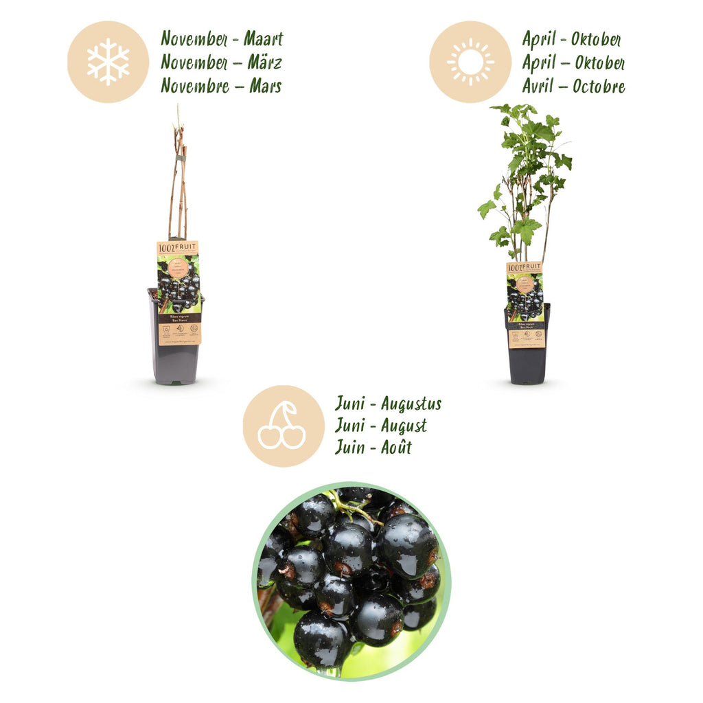 Green boutiQ - Plant fruitier - Ribes nigrum Ben Nevis - Cassissier - Rustique - Cassis - 2 plantes - Pot 15cm - Hauteur 50cm
