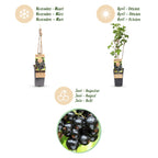 Green boutiQ - Plant fruitier - Ribes nigrum Ben Nevis - Cassissier - Rustique - Cassis - 2 plantes - Pot 15cm - Hauteur 50cm