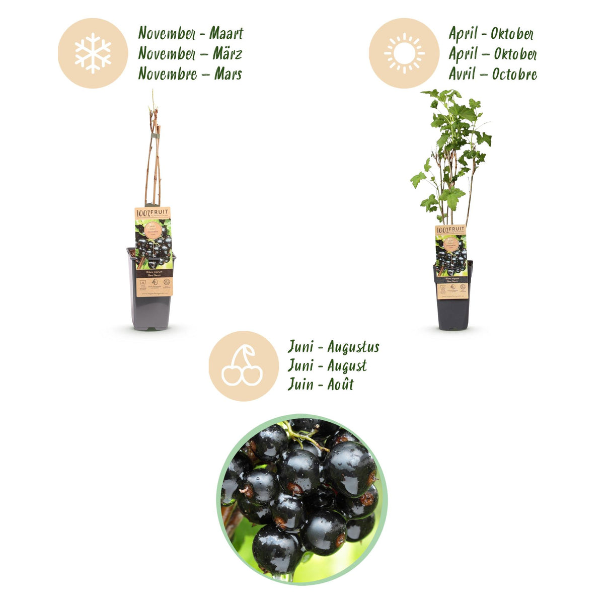 Green boutiQ - Plant fruitier - Ribes nigrum Ben Nevis - Cassissier - Rustique - Cassis - 2 plantes - Pot 15cm - Hauteur 50cm