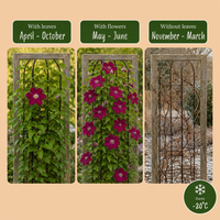 Clematis Rouge Cardinal - Bosrank Rode Kardinaal - Rood - Klimplant - Ø9cm - ↕35cm