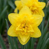 80x Narcissus Golden Ducat - Gevulde gele narcis - Geel - Voorjaarsbloeier - Bolmaat 12/14