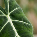 Green boutiQ - Plante d'intérieur - Oreille d'éléphant - Alocasia Frydek - Vert - Peu d'entretien - 1 Plante - avec Pot Blanc - Pot 19cm - Hauteur 60cm