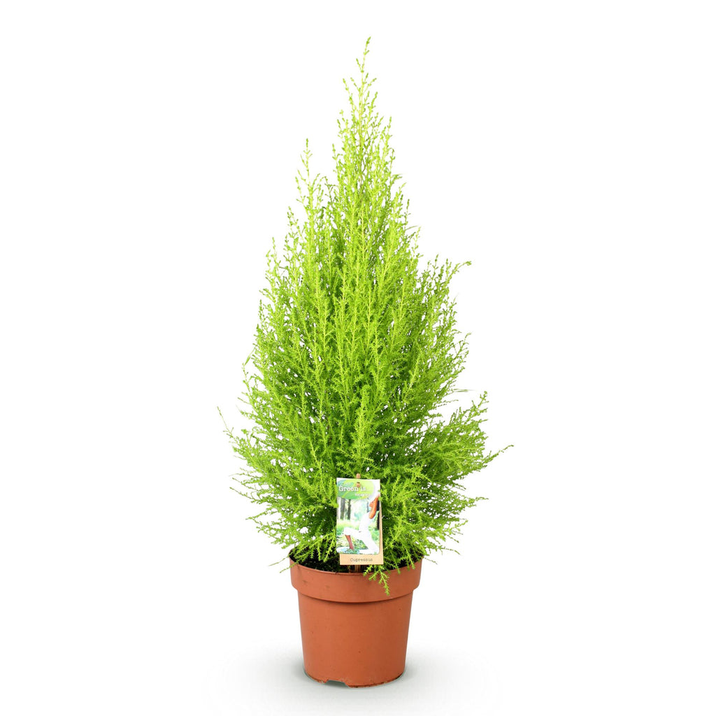 Green BoutiQ - Green is... Plantes d'intérieur - Cupressus Gold Crest Wilma - Conifère d'intérieur - Entretien facile - Vert - 1 Plante - Pot 21cm - Hauteur 85-95cm