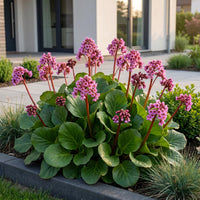 Green boutiQ - Vasteplant - Bergenia cordifolia - Schoenlappersplant - Schaduw - Roze - 1 Plant - Pot 11cm - Hoogte 15-25cm