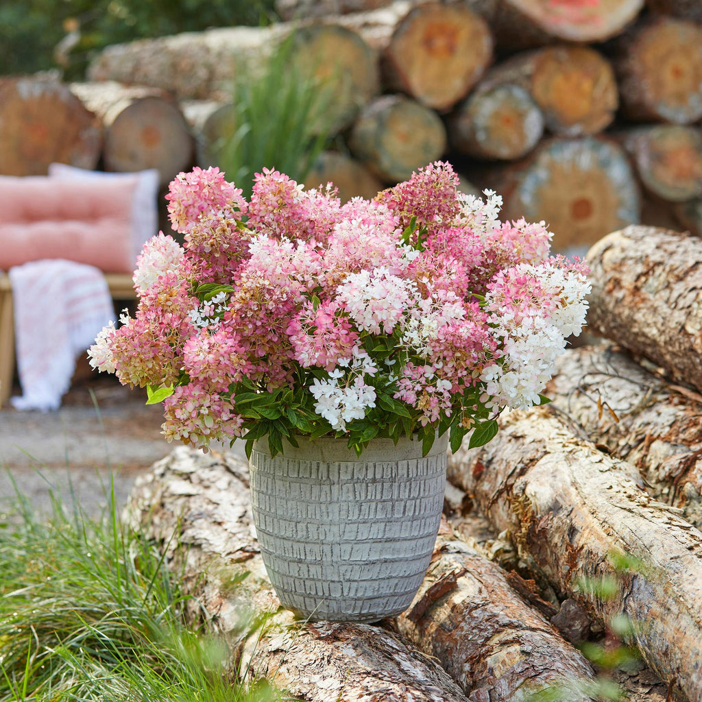 Green boutiQ - Gartenpflanze - Hydrangea paniculata Groundbreaker Blush - Rispenhortensie - Winterhart - Rosa - 2 Pflanzen - Topf 14cm - Höhe 20-25cm