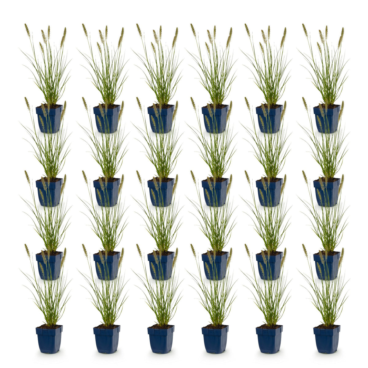 Green boutiQ - Grasses - Pennisetum alop. Hameln - Fountain Grass - With Plume - Green - 24 Plants - Pot 11cm - Height 15-25cm
