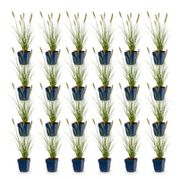 Green boutiQ - Grasses - Pennisetum alop. Hameln - Fountain Grass - With Plume - Green - 24 Plants - Pot 11cm - Height 15-25cm