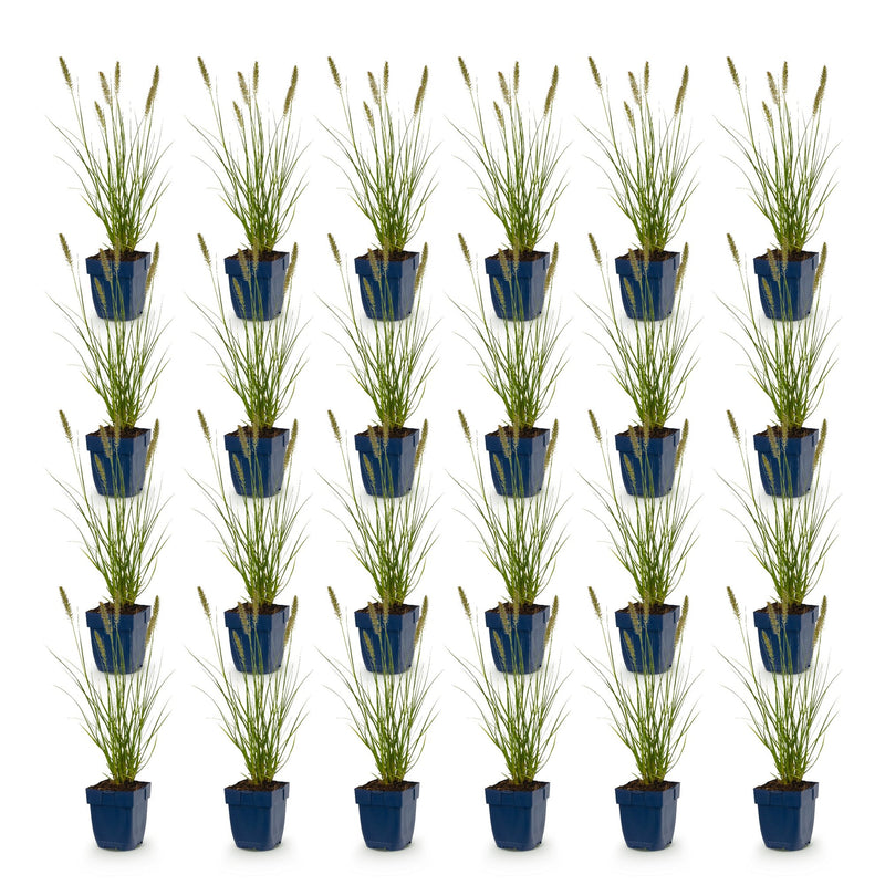 Green boutiQ - Grasses - Pennisetum alop. Hameln - Fountain Grass - With Plume - Green - 24 Plants - Pot 11cm - Height 15-25cm