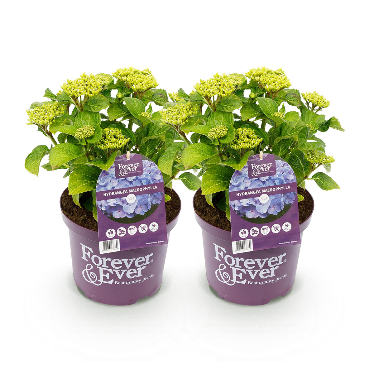 Green boutiQ - Plante de terrasse - Hortensia - Hydrangea Forever & Ever - Bleu - 7-12 fleurs - 2 plantes - Pot 23cm Hauteur 55cm