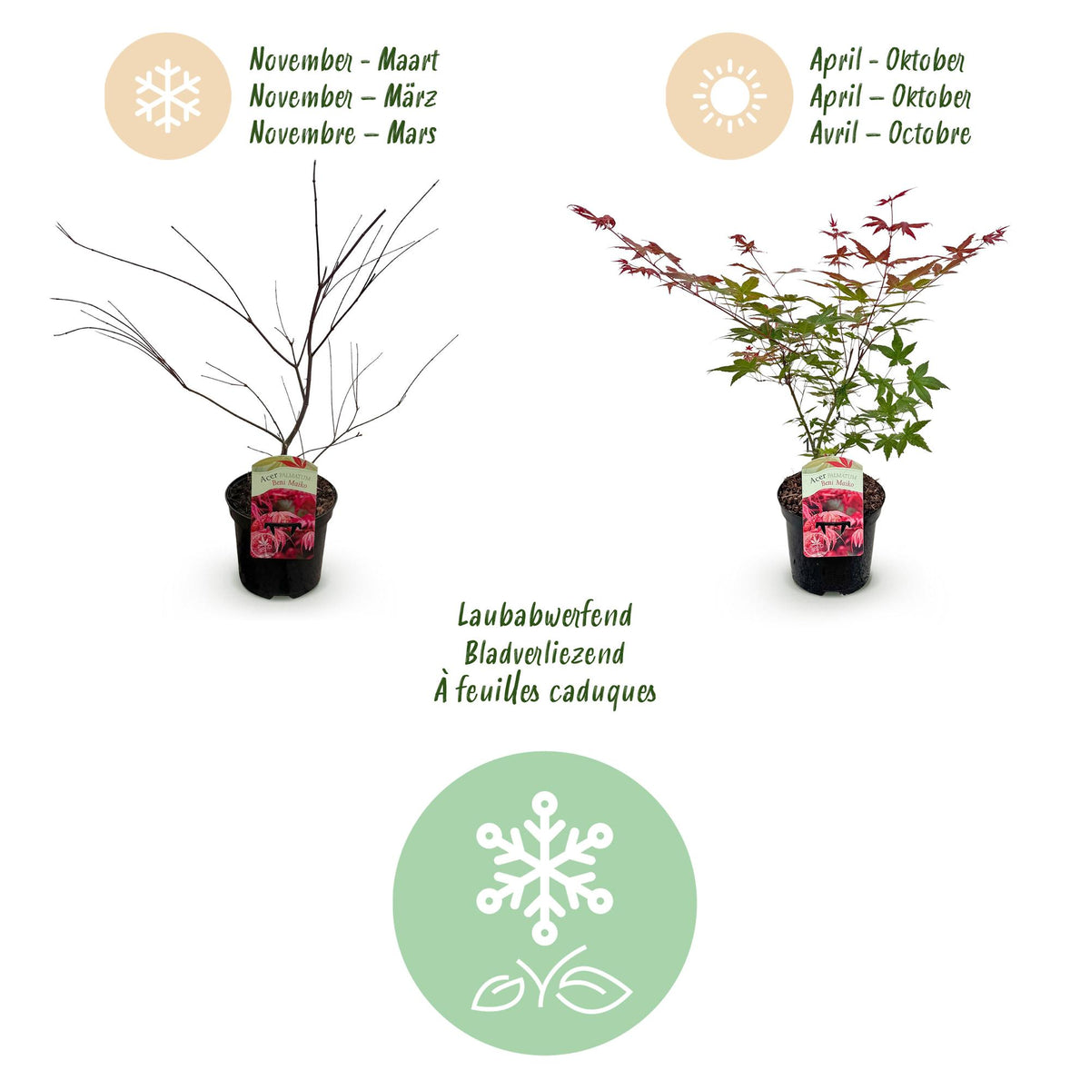 Green boutiQ - Plante de terrasse - Érable du Japon - Acer palmatum Beni Maiko - Rouge - 2 plantes - Caduc - Pot 19cm Hauteur 70cm