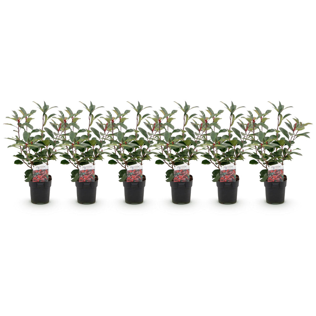 Green boutiQ - Haies - Photinia fraseri Red Robin - vert rouge - 6 plantes - 1 mètre linéaire - persistant - pot 17 cm hauteur 50 cm