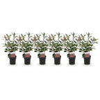 Green boutiQ - Haies - Photinia fraseri Red Robin - vert rouge - 6 plantes - 1 mètre linéaire - persistant - pot 17 cm hauteur 50 cm
