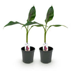 Green boutiQ - Obstpflanze - Bananenpflanze - Musa sikkimensis Red Tiger - Winterhart - 2 Pflanzen - Topf 17cm Höhe 40cm