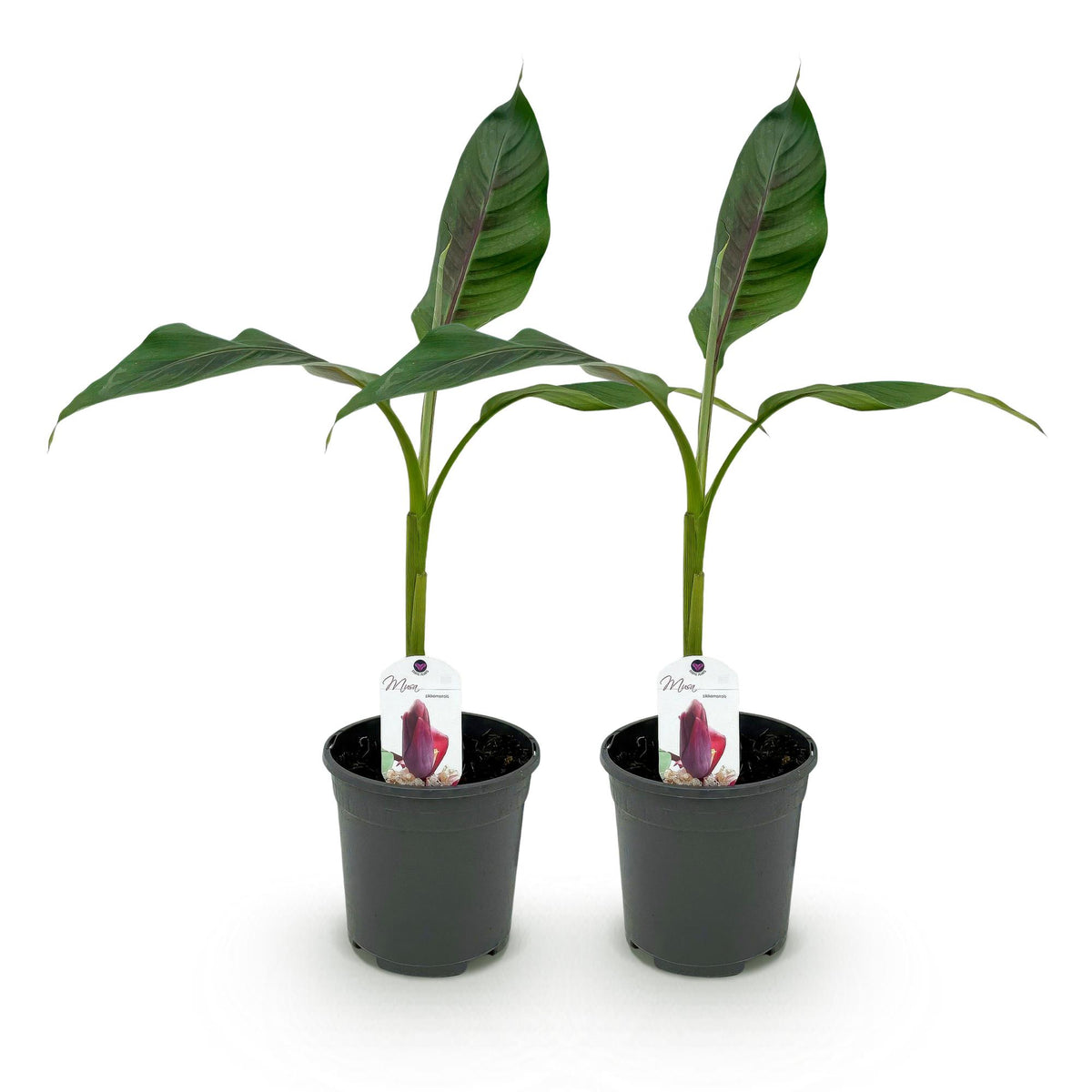 Green boutiQ - Obstpflanze - Bananenpflanze - Musa sikkimensis Red Tiger - Winterhart - 2 Pflanzen - Topf 17cm Höhe 40cm