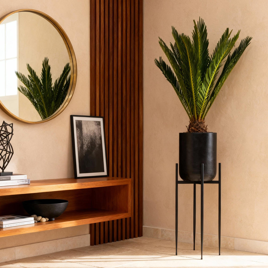 Green boutiQ - Plante d'intérieur - Cycas revoluta - Palmier sagou - Peu d'entretien - Vert - 1 - Pot 15cm - Hauteur 45-55cm