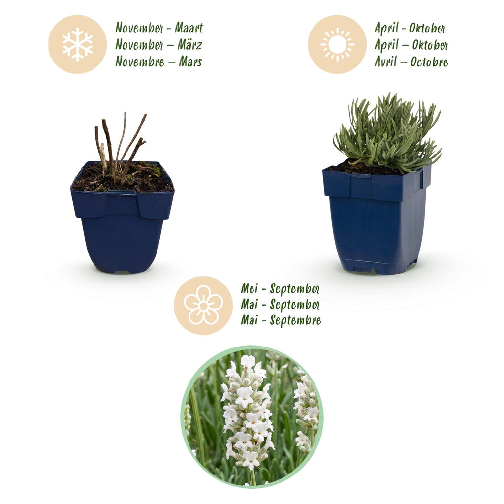 Green boutiQ - Plante vivace - Lavandula ang. Edelweiss - Lavande - Parfumée - Blanc - 6 plantes - Pot 11 cm - Hauteur 15-25 cm