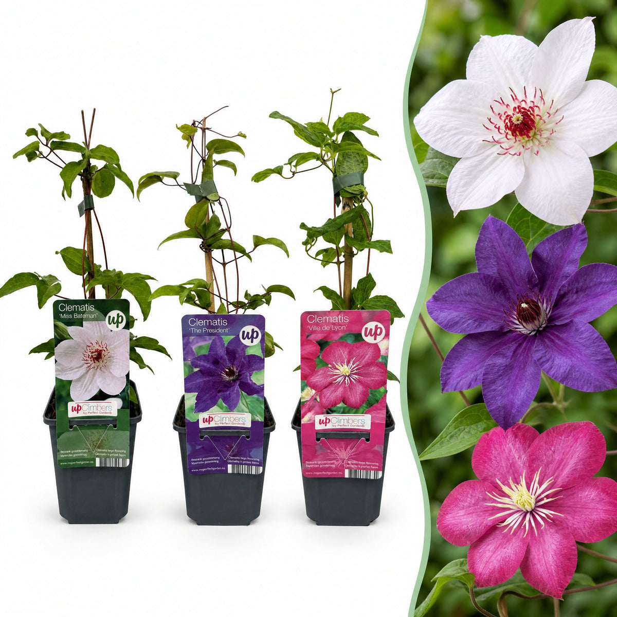 6x Clematis Tricolour - Driekleurige bosrank - Paars - Roze - Wit - Klimplant - Ø9cm - ↕35cm