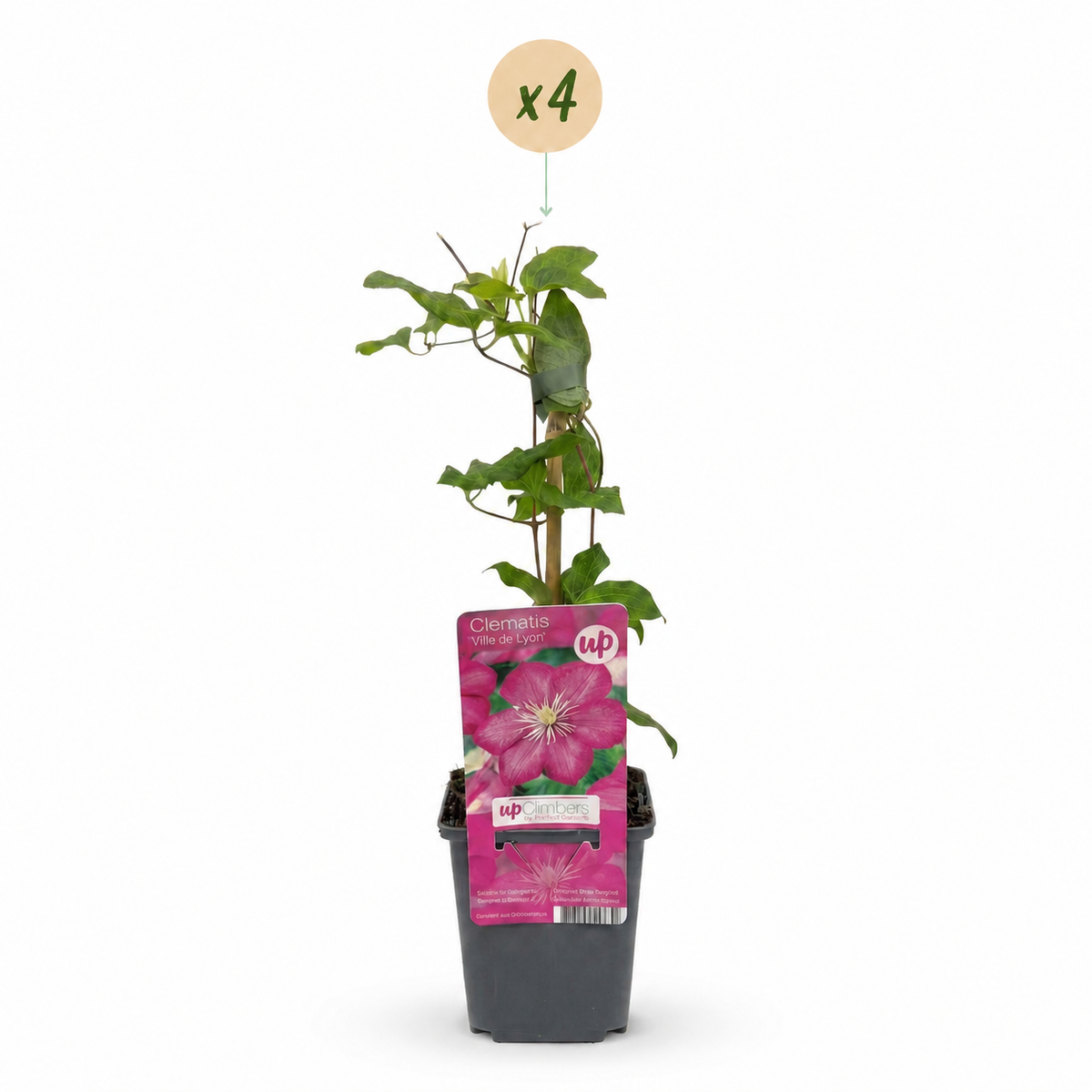 4x Clematis Ville de Lyon - Bosrank - Rood - Klimplant - Ø9cm - ↕35cm