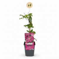 4x Clematis Ville de Lyon - Bosrank - Rood - Klimplant - Ø9cm - ↕35cm