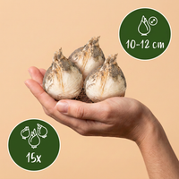 Green boutiQ - Bloembollen - Allium Purple Sensation - Kleur Paars - 15 stuks - Bolmaat 10/12 - XXL Pack - foto 3