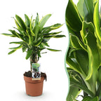 Green BoutiQ - Green is... Plantes d'intérieur - Dracaena fragrans Golden Coast - Dragonnier - Peu d'entretien - Vert - 1 plante - Pot 17cm - Hauteur 50-55cm