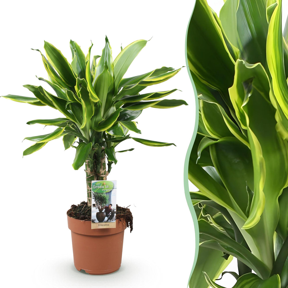 Green BoutiQ - Green is... Plantes d'intérieur - Dracaena fragrans Golden Coast - Dragonnier - Peu d'entretien - Vert - 1 plante - Pot 17cm - Hauteur 50-55cm