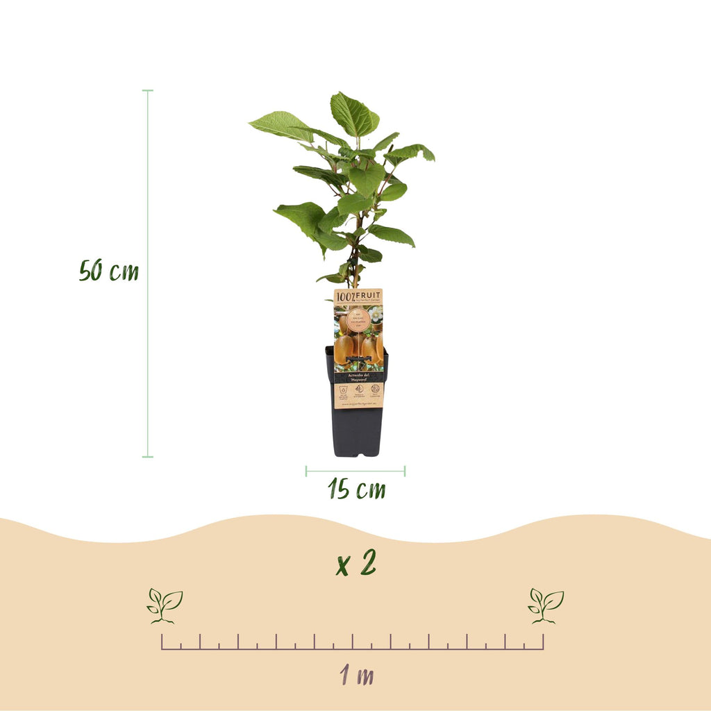Green boutiQ - Plant fruitier - Actinidia Weiki & Hayward - Plant de kiwi - 1 Mâle - 2 Femelles - Plantes - Vert - Pot 15cm - Hauteur 50cm