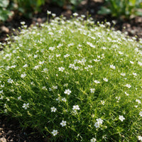 Green boutiQ - Perennial - Sagina subulata - Stonecrop - White - 24 Plants - Pot 11cm - Height 15-25cm