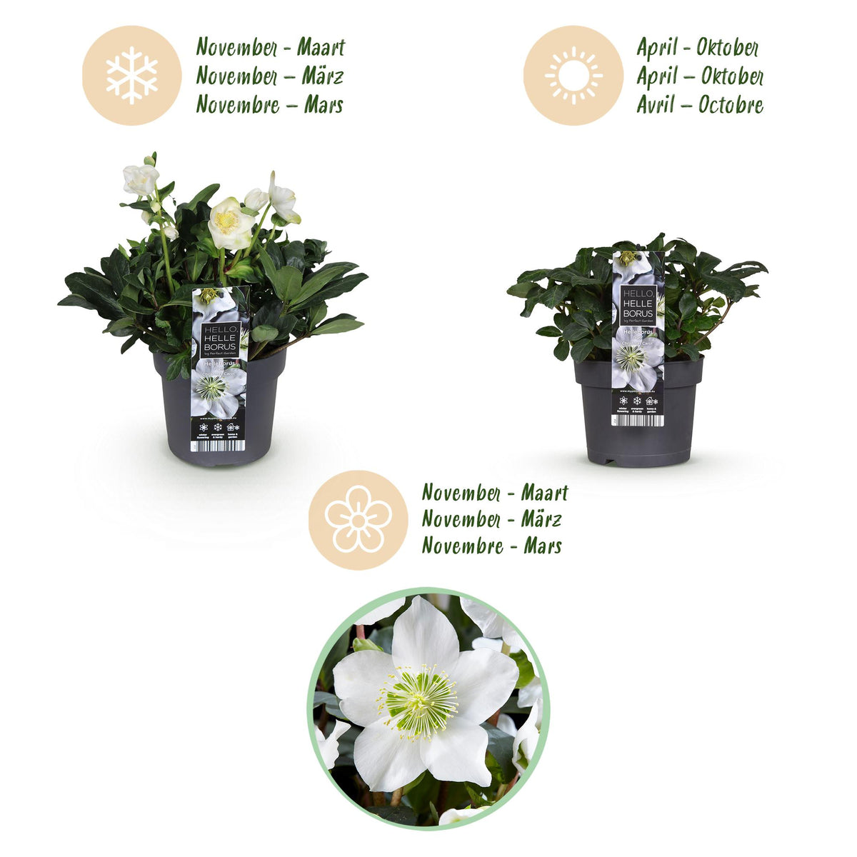Green boutiQ - Tuinplant - Kerstroos - Helleborus Christmas Carol  - Witte Bloem -1 Plant - Groenblijvend - Pot 17cm Hoogte 35cm